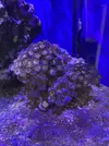[TodoMarino.com] Zoanthus vampire in drag, lord of the rings, lakers, fire and ice, ice phantom, watermelon,Superman,sunny delight