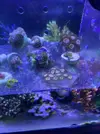 [TodoMarino.com] Zoanthus vampire in drag, lord of the rings, lakers, fire and ice, ice phantom, watermelon,Superman,sunny delight
