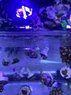 [TodoMarino.com] Zoanthus vampire in drag, lord of the rings, lakers, fire and ice, ice phantom, watermelon,Superman,sunny delight
