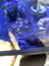 [TodoMarino.com] Zoanthus vampire in drag, lord of the rings, lakers, fire and ice, ice phantom, watermelon,Superman,sunny delight
