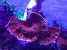 [TodoMarino.com] - Montipora plato rojo - Regalo