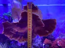 [TodoMarino.com] - Montipora plato rojo - Regalo