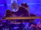 [TodoMarino.com] - Montipora plato rojo - Regalo