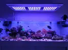 [TodoMarino.com] - Montipora plato rojo - Regalo