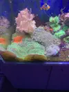 [TodoMarino.com] Vendo rodhactis indonensis