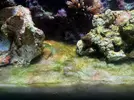 [TodoMarino.com] Alga verde Arena