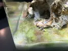 [TodoMarino.com] Alga verde Arena