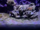 [TodoMarino.com] Alga verde Arena
