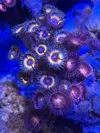 [TodoMarino.com] Zoanthus, euphyllia