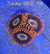 [TodoMarino.com] Zoanthus, euphyllia