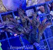 [TodoMarino.com] Zoanthus, euphyllia