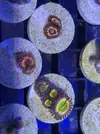 [TodoMarino.com] Zoanthus, euphyllia