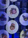 [TodoMarino.com] Zoanthus, euphyllia