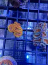 [TodoMarino.com] Zoanthus, euphyllia