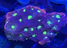 [TodoMarino.com] Zoanthus, euphyllia