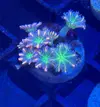 [TodoMarino.com] Zoanthus, euphyllia