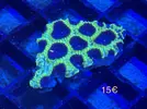 [TodoMarino.com] Zoanthus, euphyllia