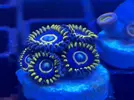 [TodoMarino.com] Zoanthus, euphyllia
