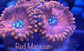 [TodoMarino.com] Zoanthus, euphyllia
