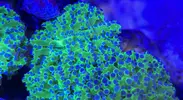 [TodoMarino.com] Zoanthus, euphyllia