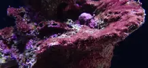 [TodoMarino.com] Identificación Alga