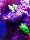 [TodoMarino.com] Caleta reef