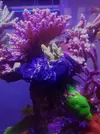 [TodoMarino.com] Caleta reef