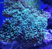 [TodoMarino.com] Tridacna, euphilia y grafted
