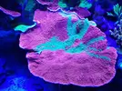 [TodoMarino.com] Tridacna, euphilia y grafted