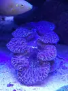 [TodoMarino.com] Tridacna, euphilia y grafted