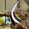 [TodoMarino.com] Heniochus Diphreutes en acuario con corales
