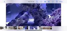 [TodoMarino.com] Alga blanca en forma de hilos