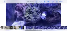 [TodoMarino.com] Alga blanca en forma de hilos