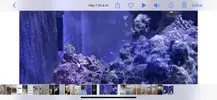[TodoMarino.com] Alga blanca en forma de hilos
