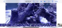 [TodoMarino.com] Alga blanca en forma de hilos