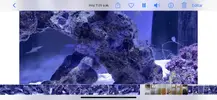 [TodoMarino.com] Alga blanca en forma de hilos
