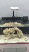 [TodoMarino.com] Rellenador automatico en acuario sin sump