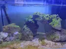 [TodoMarino.com] Alga