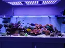 [TodoMarino.com] - Montipora plato rojo - Regalo