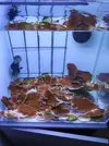 [TodoMarino.com] - Montipora plato rojo - Regalo
