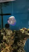 [TodoMarino.com] Venta POMACANTHUS IMPERATOR