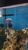 [TodoMarino.com] Venta POMACANTHUS IMPERATOR