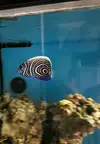 [TodoMarino.com] Venta POMACANTHUS IMPERATOR