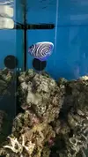 [TodoMarino.com] Venta POMACANTHUS IMPERATOR