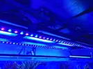 [TodoMarino.com] VENDIDA Barra orphek or3 Blue 150
