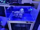 [TodoMarino.com] Acuario esquejero