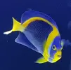 [TodoMarino.com] ¿Tu pez favorito del acuario?