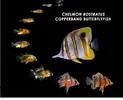 [TodoMarino.com] ¿Tu pez favorito del acuario?