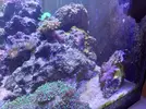[TodoMarino.com] CandyMoon Reef