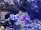 [TodoMarino.com] CandyMoon Reef
